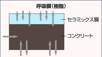 呼吸膜